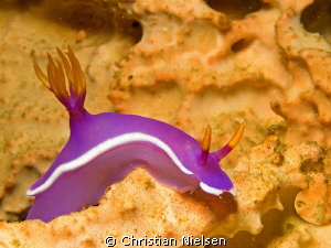 I like the colors of this image from the underwater world... by Christian Nielsen 